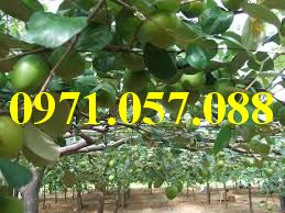 Cây giống táo đại